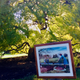 Rosalynn Carter image before a tree on the White House lawn.